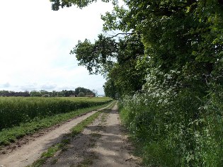 Weg zum Gut Bienebek