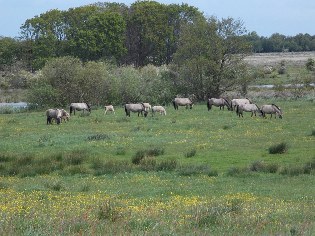 Koniks im NSG Geltinger Birk