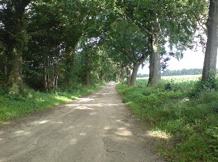 Allee beim Gut Wiindeby