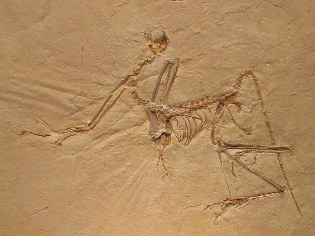 Archaeopteryx in Solnhofer Platte - Altmühltal-Radweg