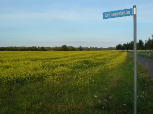 Raps an der Flaming-Skate bei Jänickendorf