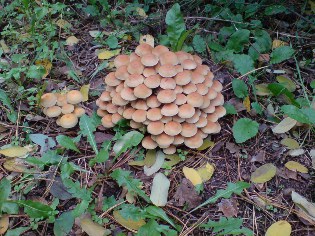 Im Wald bei Petkus