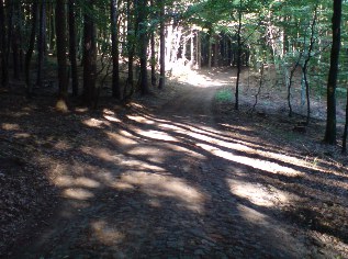 Ostsee-Radweg im Nationalpark Jasmund auf Rügen