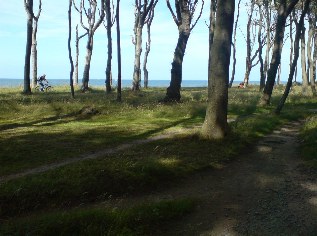 Auf dem Ostsee-Radweg durch den Gespensterwald