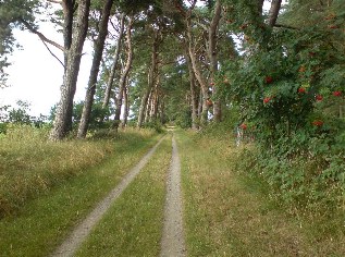 Unterwegs auf dem Ostsee-Radweg: Pfad bei Zecherin