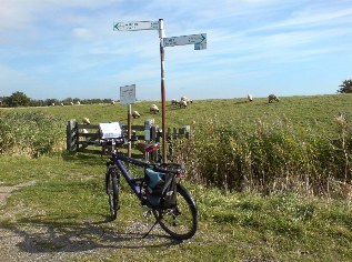 Unterwegs auf dem Ostseeküsten-Radweg: Schlechte Wegstrecke, Schafsweide als Radweg