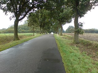 Unterwegs auf dem Ostseeküsten-Radweg: Allee bei Krusendorf